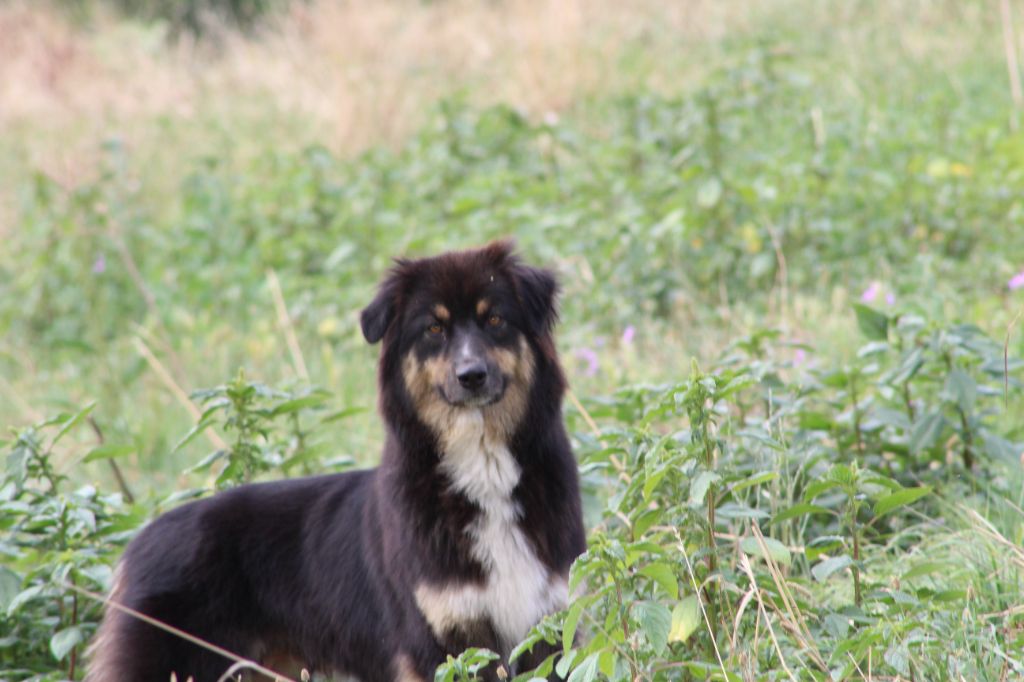 Shanel De La Vallée Du Bozançon