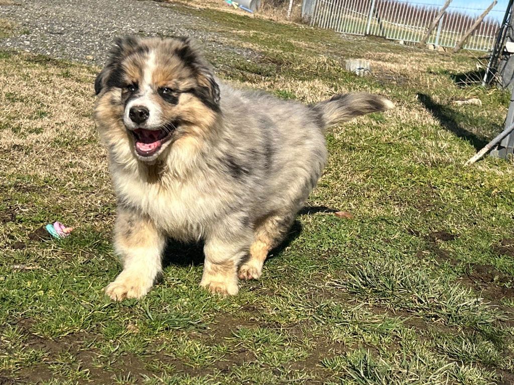 De La Vallée Du Bozançon - Chiot disponible  - Berger Australien