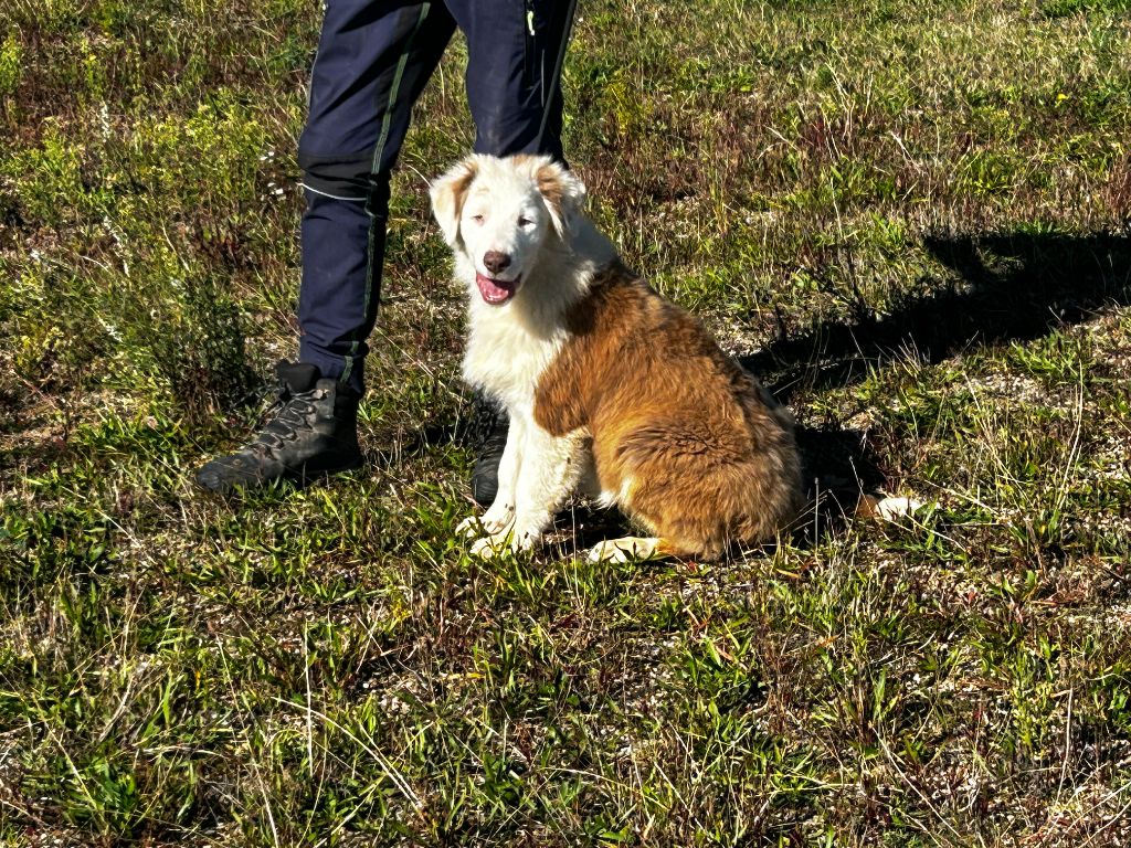 De La Vallée Du Bozançon - Chiot disponible  - Berger Australien