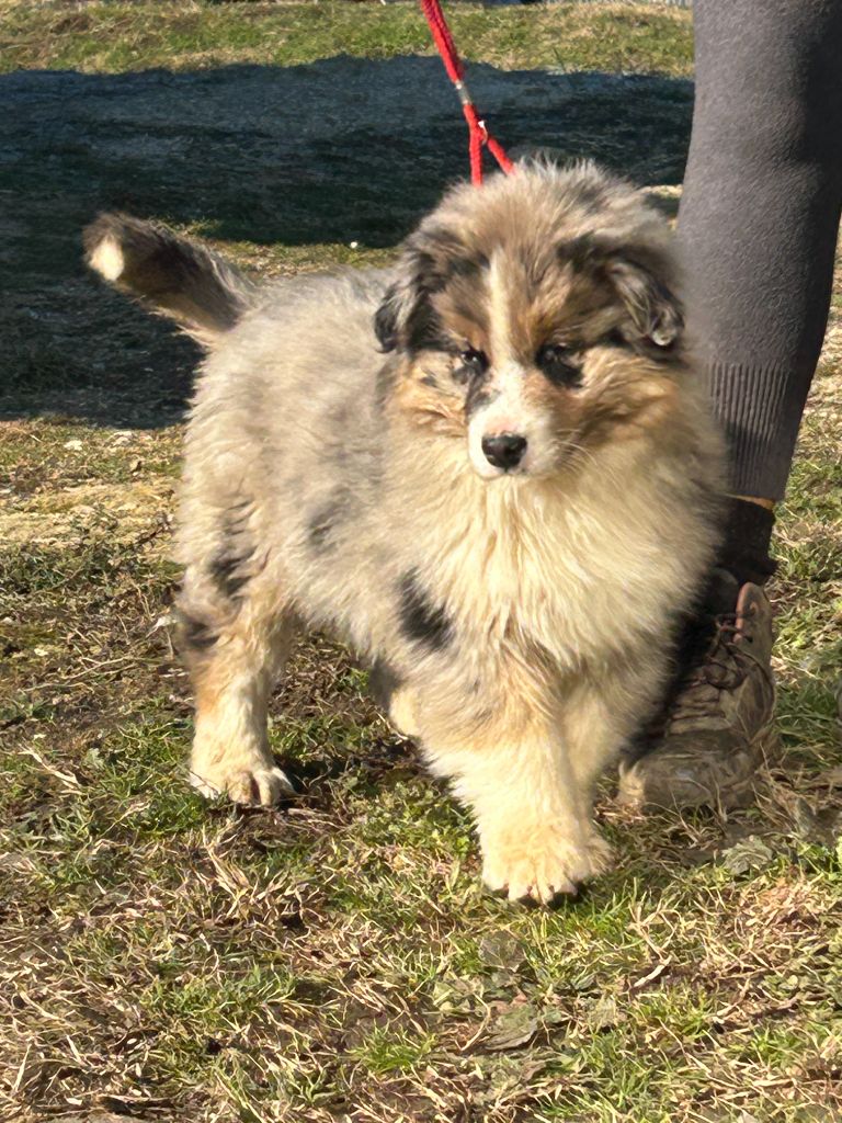 De La Vallée Du Bozançon - Chiot disponible  - Berger Australien