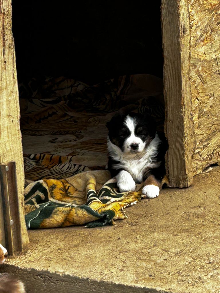 De La Vallée Du Bozançon - Chiot disponible  - Berger Australien