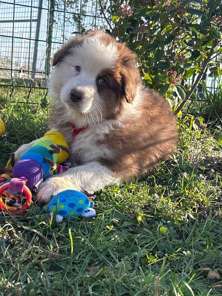 De La Vallée Du Bozançon - Chiot disponible  - Berger Australien