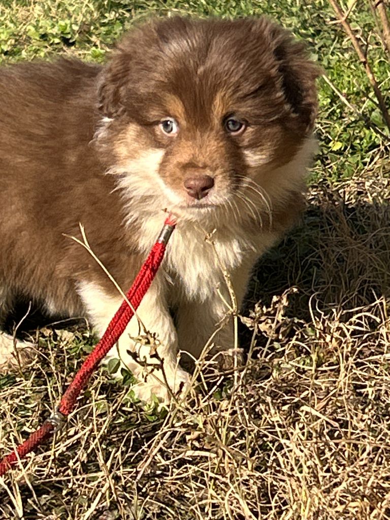 De La Vallée Du Bozançon - Chiot disponible  - Berger Australien