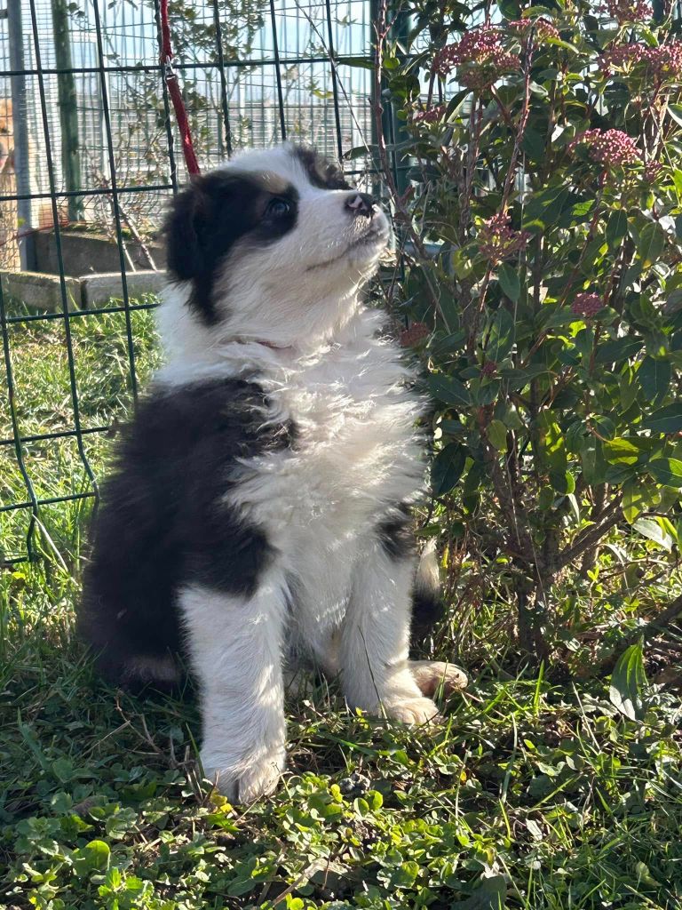 De La Vallée Du Bozançon - Chiot disponible  - Berger Australien