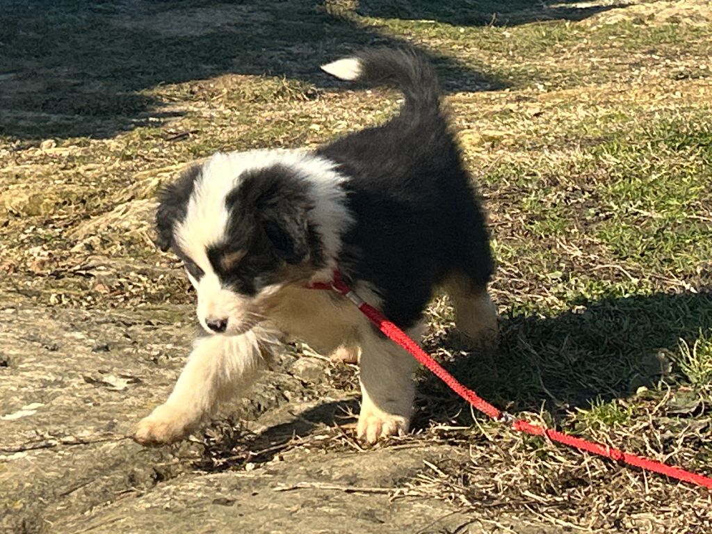 De La Vallée Du Bozançon - Chiot disponible  - Berger Australien