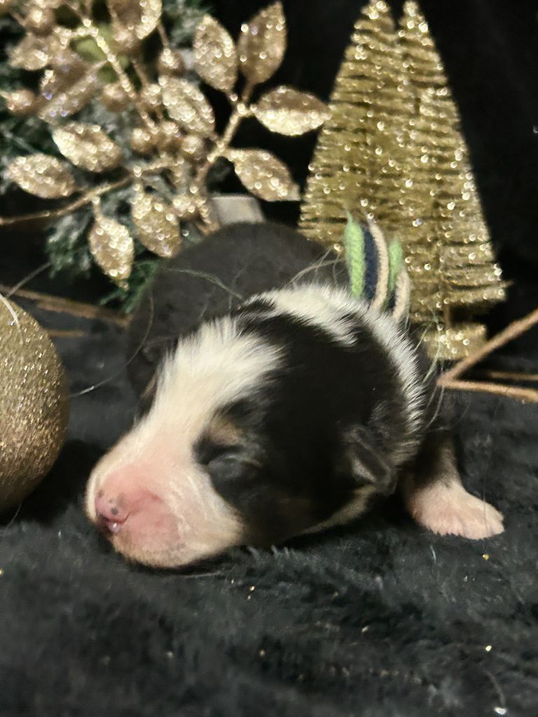 De La Vallée Du Bozançon - Chiot disponible  - Berger Australien