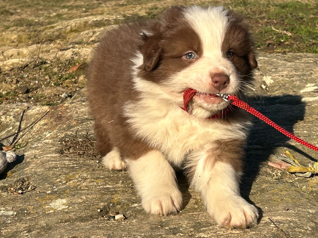 De La Vallée Du Bozançon - Chiot disponible  - Berger Australien