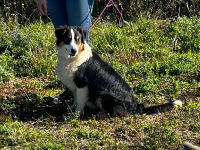 De La Vallée Du Bozançon - Berger Australien - Portée née le 14/03/2024