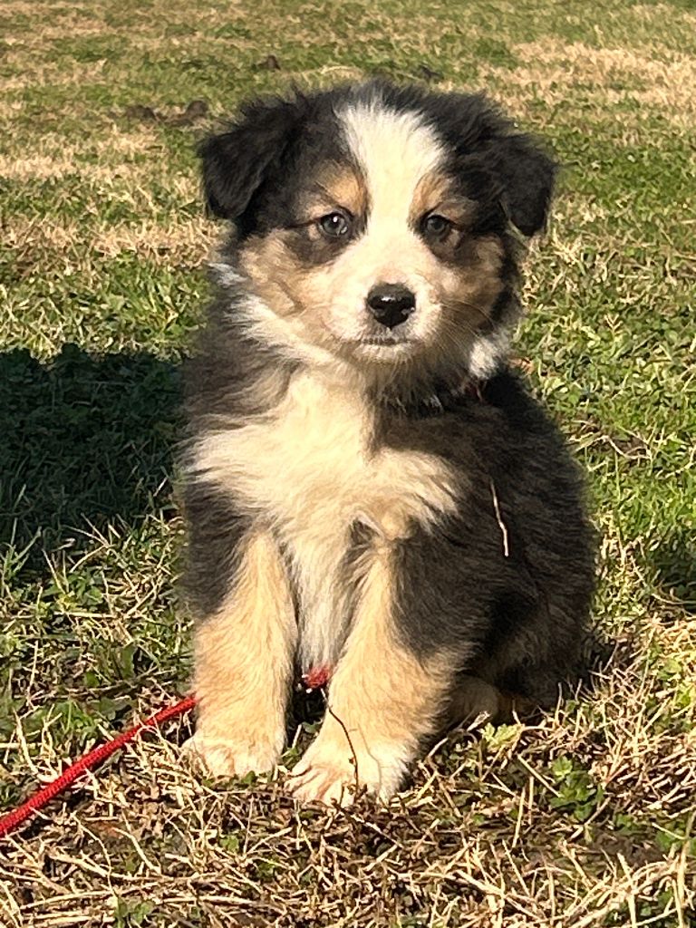 De La Vallée Du Bozançon - Chiot disponible  - Berger Australien