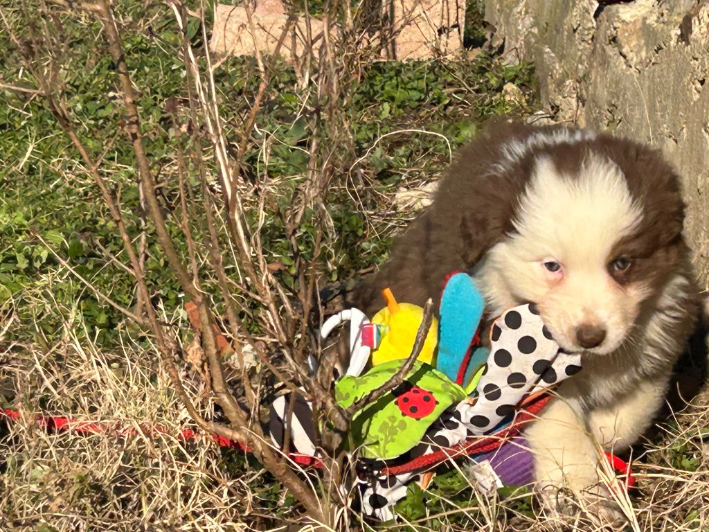 De La Vallée Du Bozançon - Chiot disponible  - Berger Australien