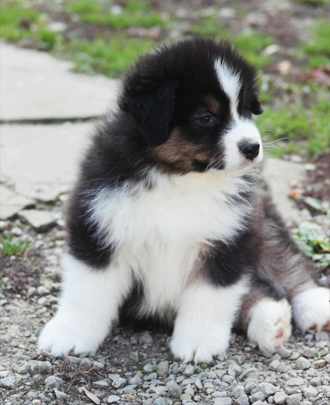 American Sioux du Domaine D'Arinella Bianca