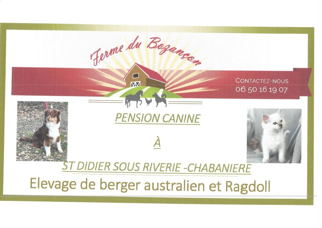 NOUVEAUTE 2022 PENSION CANINE