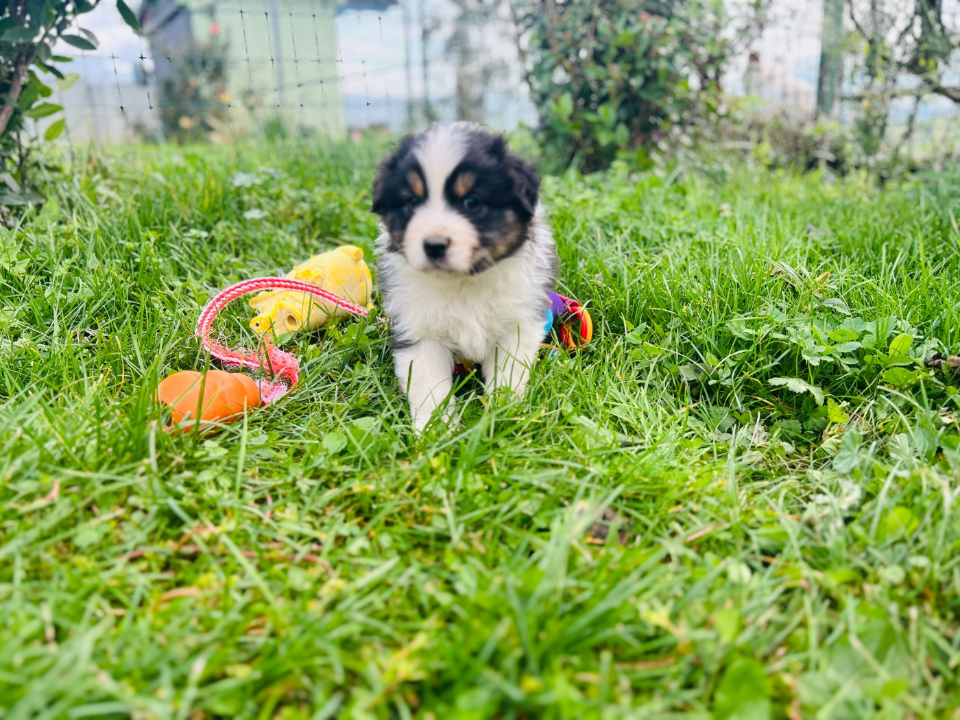 De La Vallée Du Bozançon - Chiots disponibles - Berger Australien