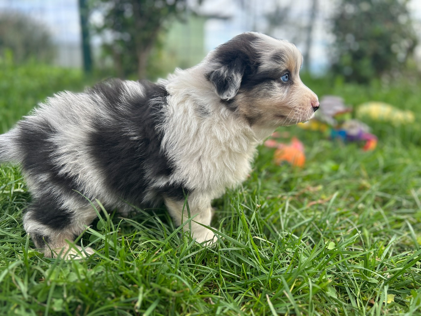 De La Vallée Du Bozançon - Chiots disponibles - Berger Australien