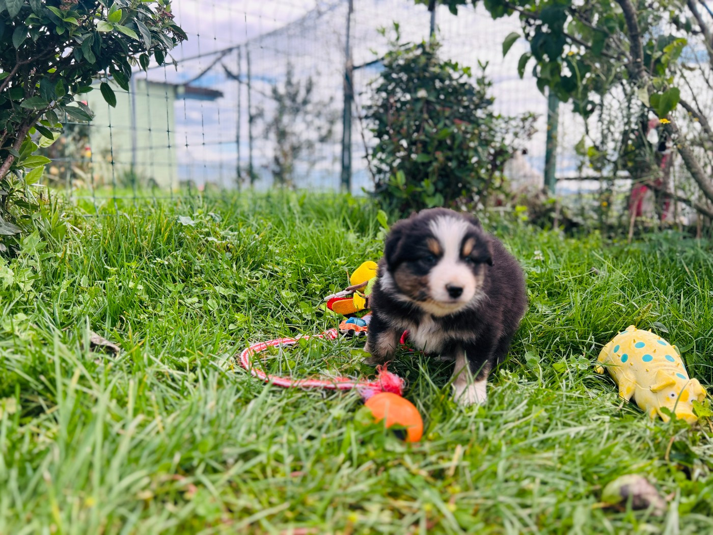 De La Vallée Du Bozançon - Chiots disponibles - Berger Australien