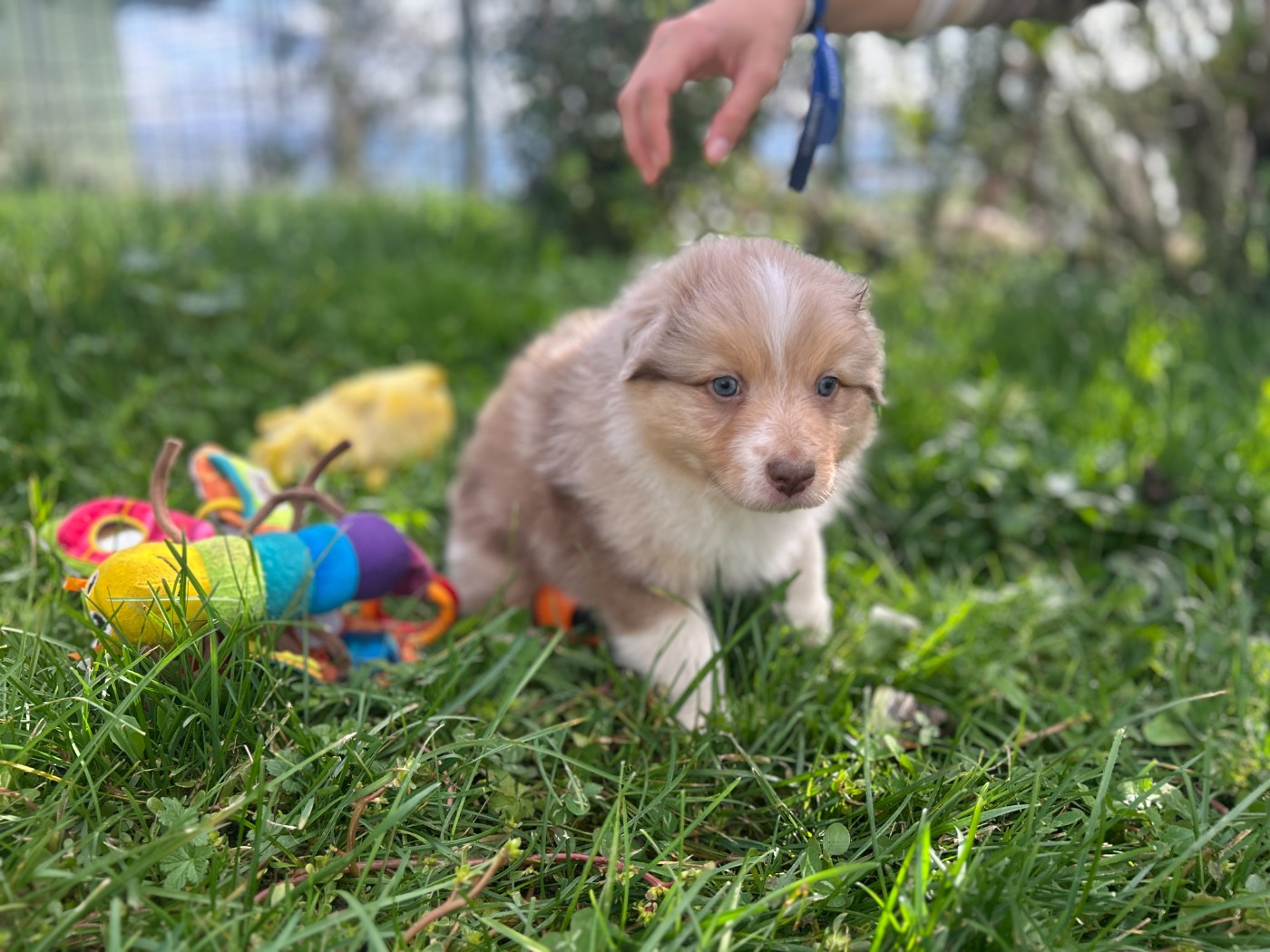 De La Vallée Du Bozançon - Chiots disponibles - Berger Australien