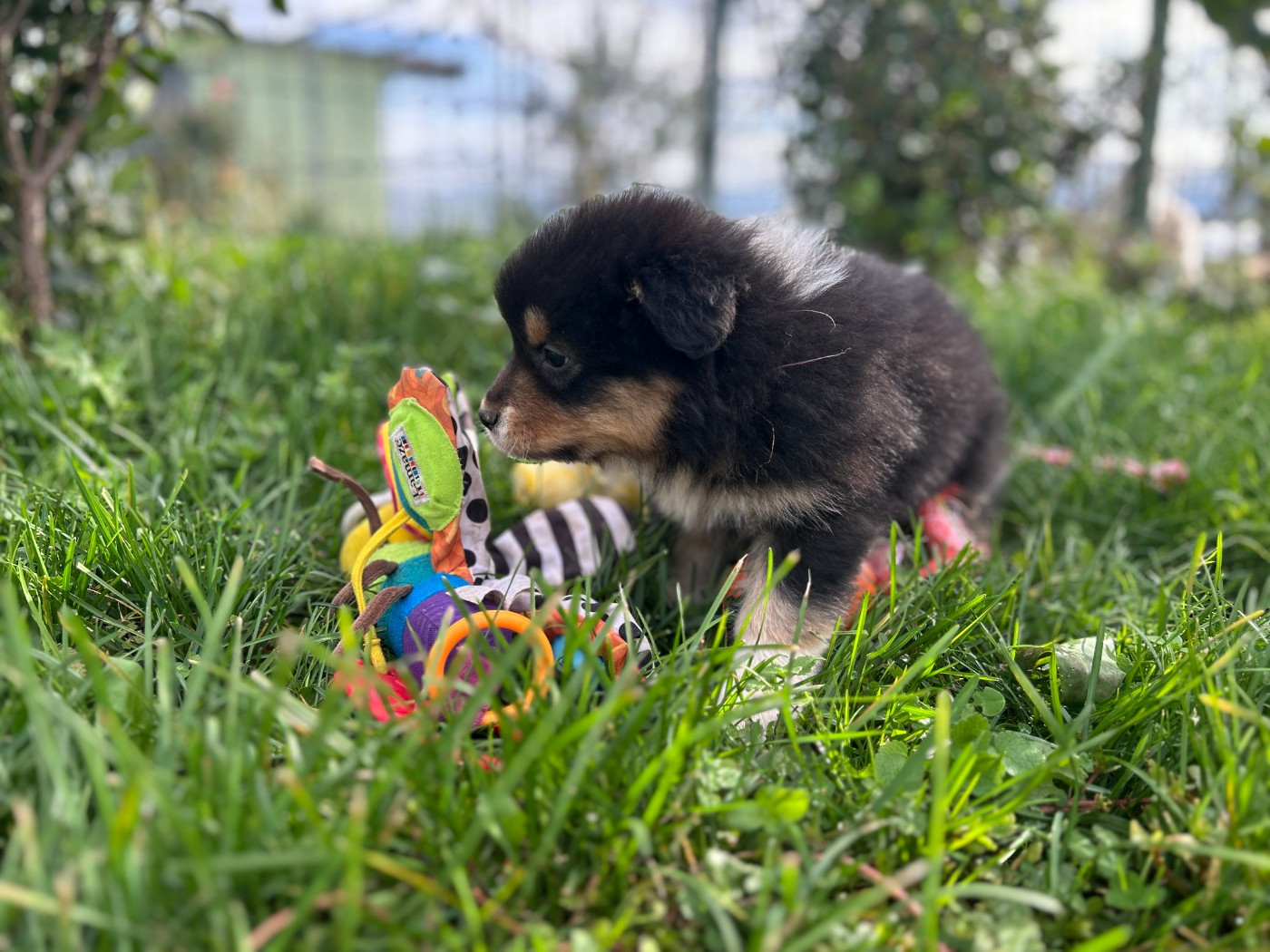 De La Vallée Du Bozançon - Chiots disponibles - Berger Australien