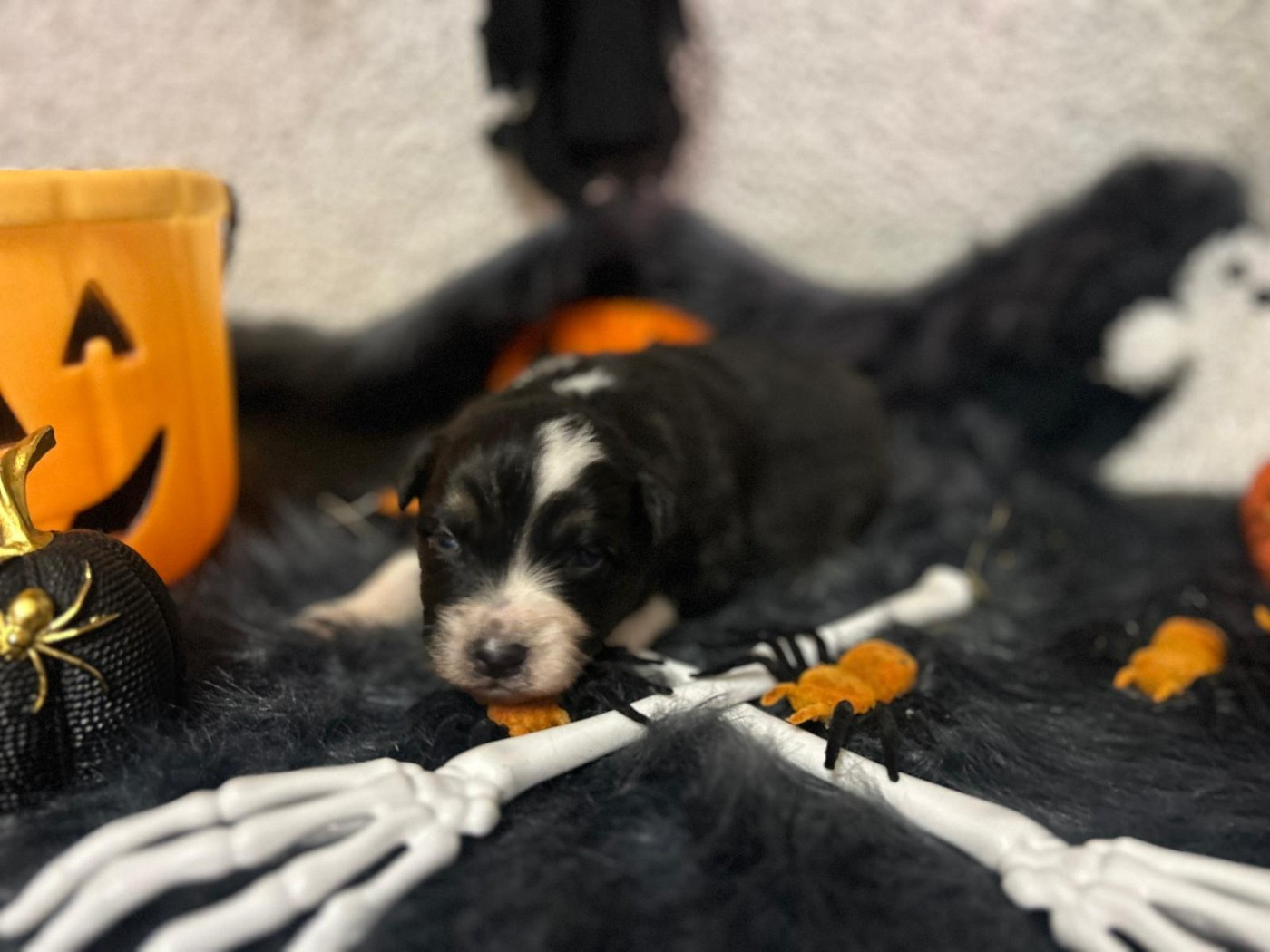 De La Vallée Du Bozançon - Chiots disponibles - Berger Australien