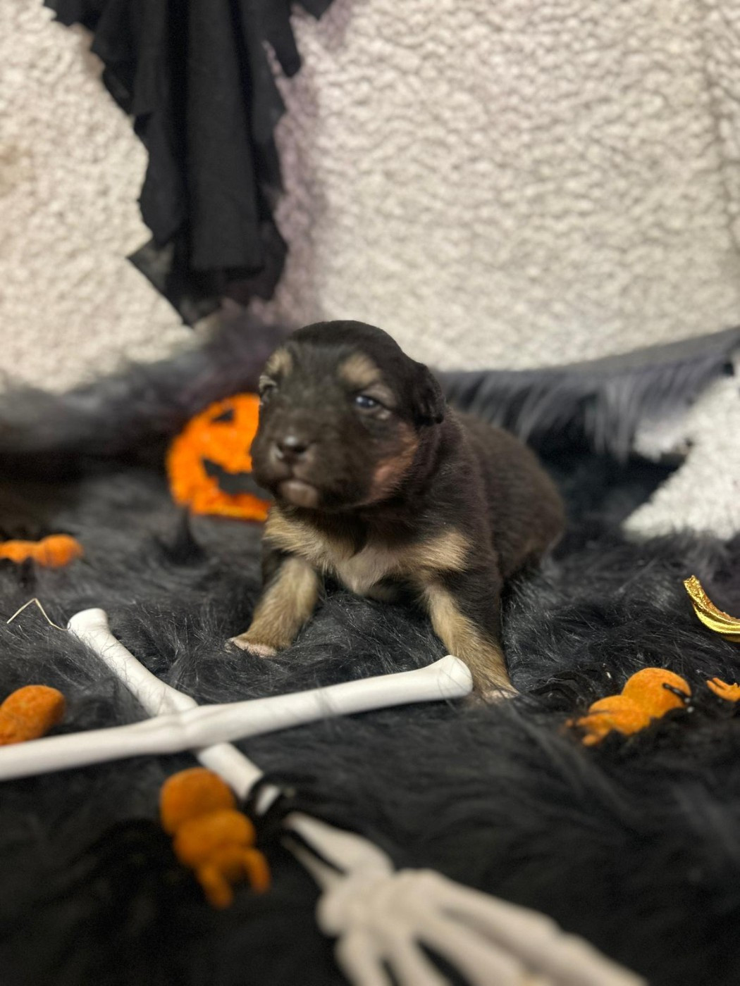 De La Vallée Du Bozançon - Chiots disponibles - Berger Australien