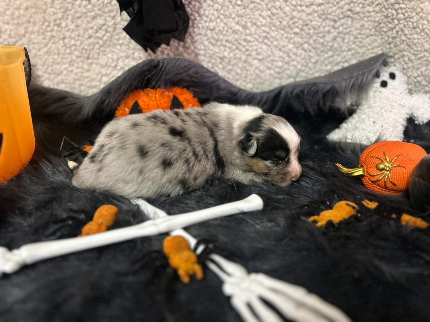 De La Vallée Du Bozançon - Chiots disponibles - Berger Australien