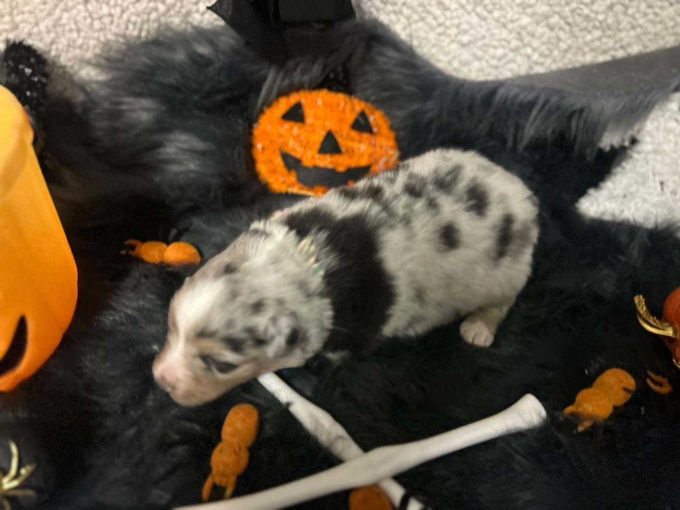 De La Vallée Du Bozançon - Chiots disponibles - Berger Australien