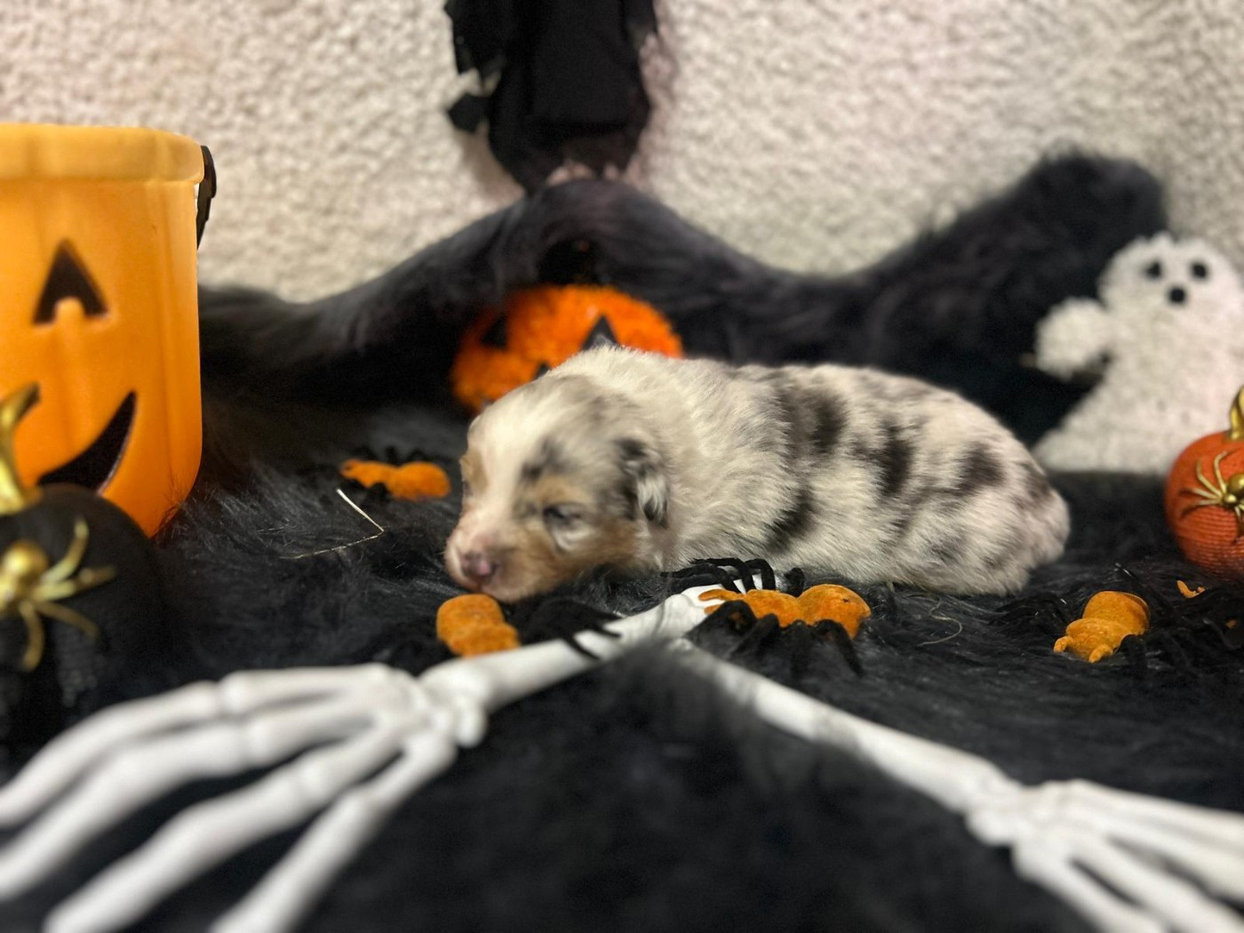 De La Vallée Du Bozançon - Chiots disponibles - Berger Australien