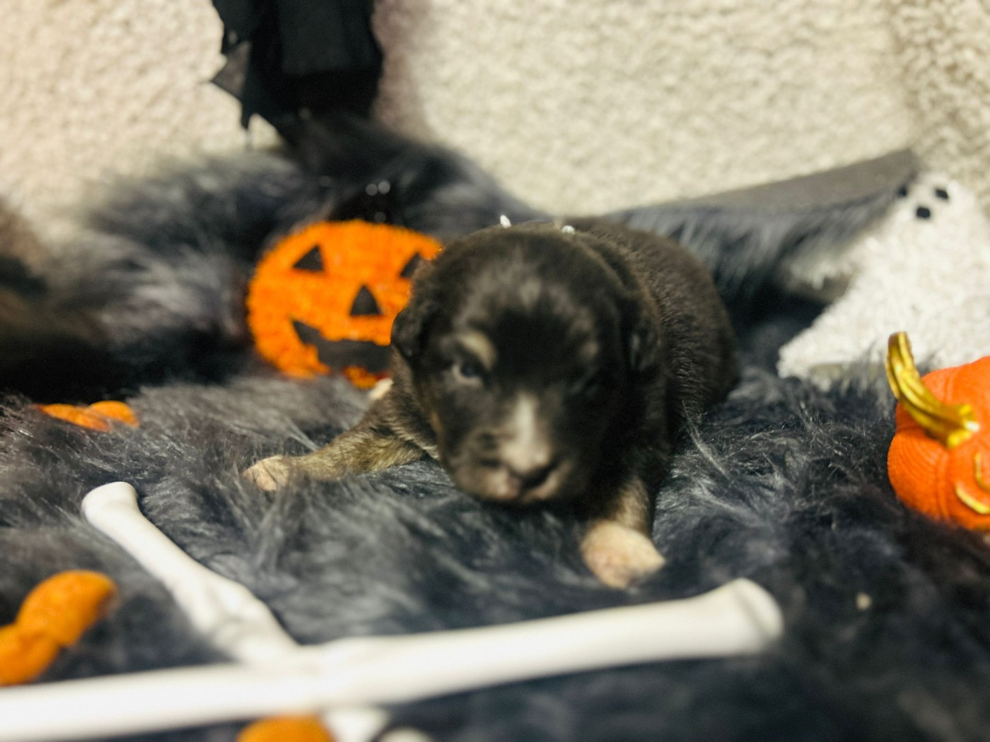 De La Vallée Du Bozançon - Chiots disponibles - Berger Australien