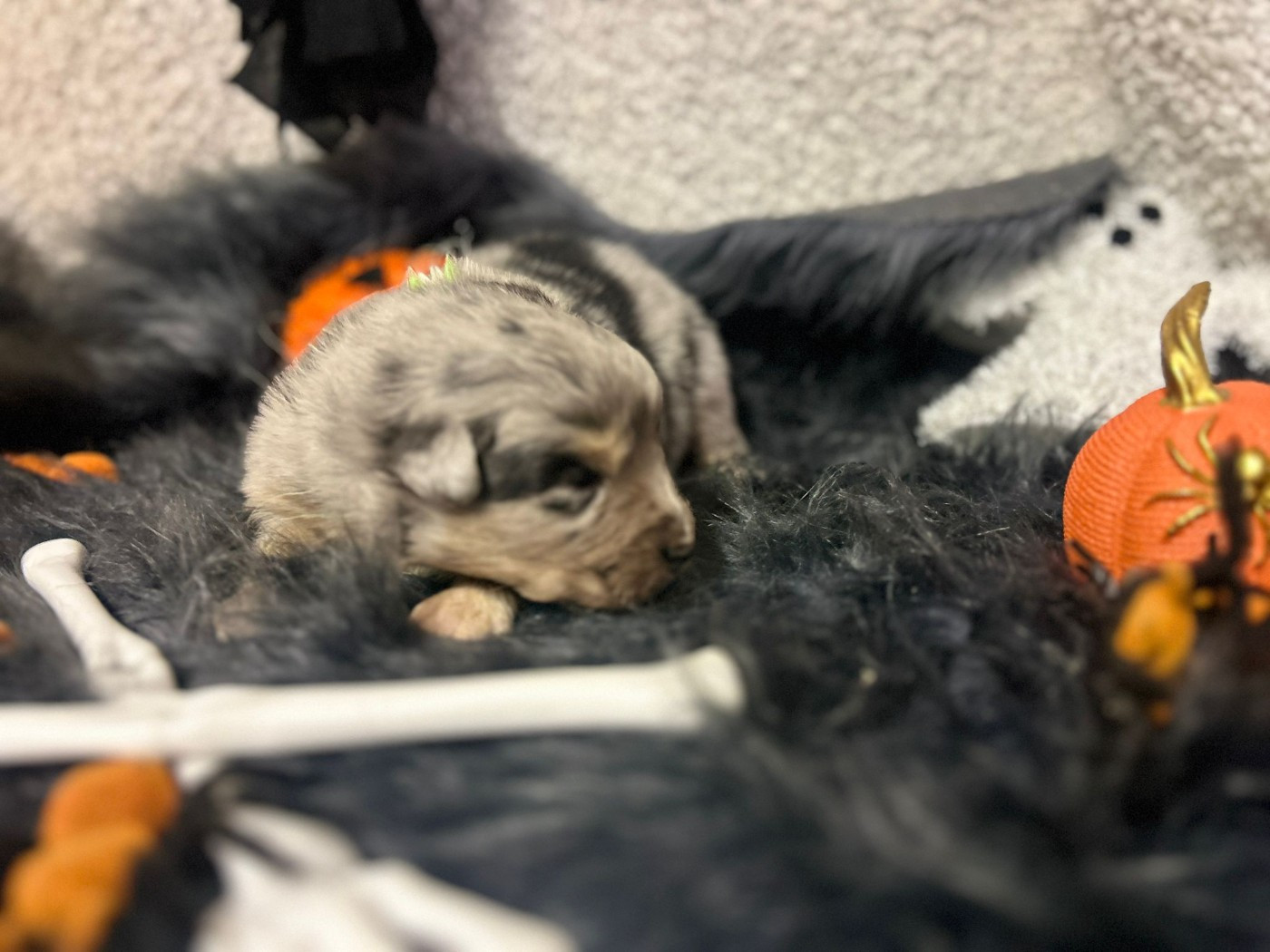 De La Vallée Du Bozançon - Chiots disponibles - Berger Australien