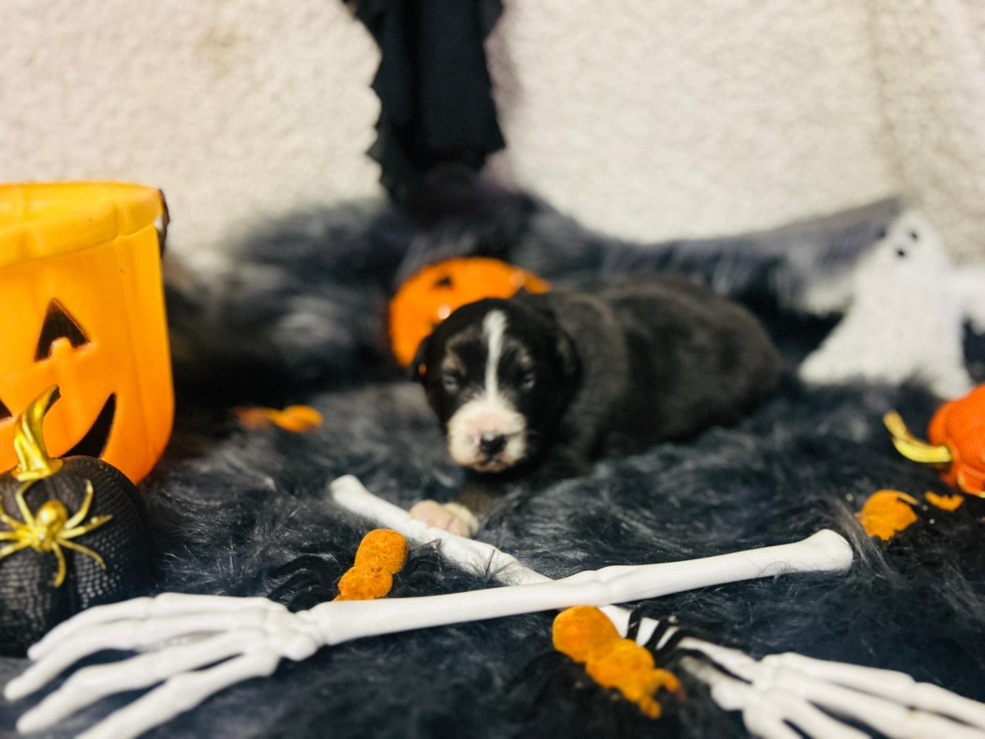 De La Vallée Du Bozançon - Chiots disponibles - Berger Australien