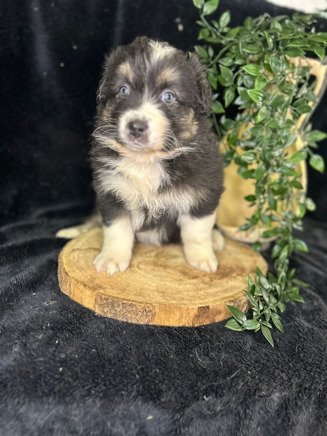 De La Vallée Du Bozançon - Chiots disponibles - Berger Australien