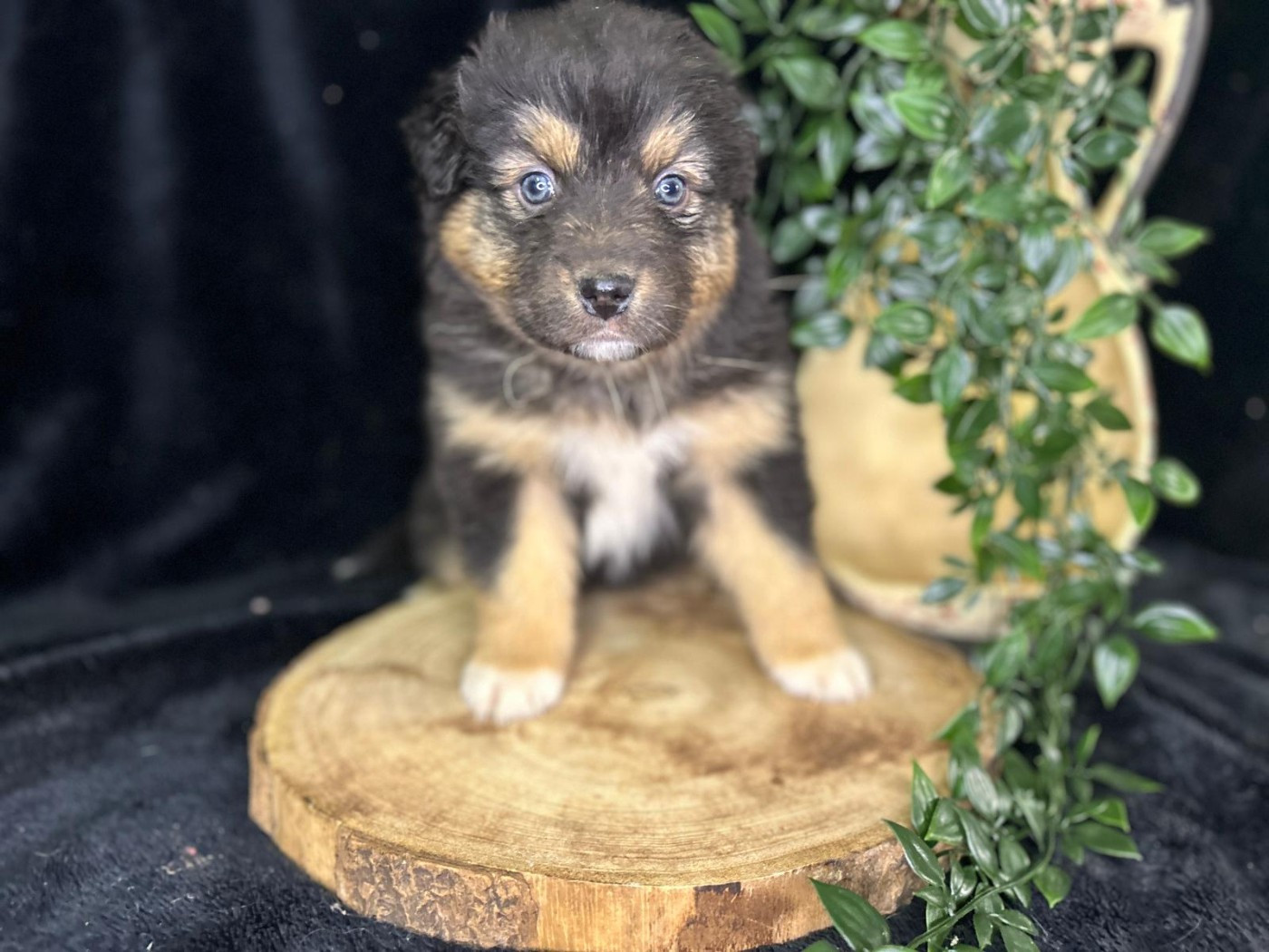 De La Vallée Du Bozançon - Chiots disponibles - Berger Australien