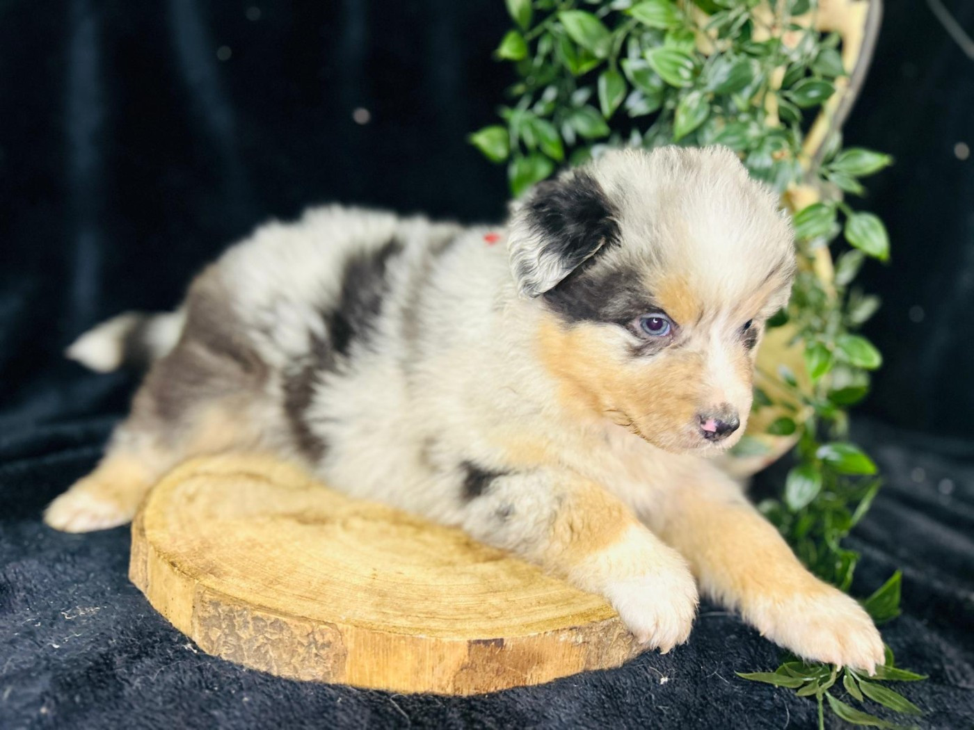 De La Vallée Du Bozançon - Chiots disponibles - Berger Australien