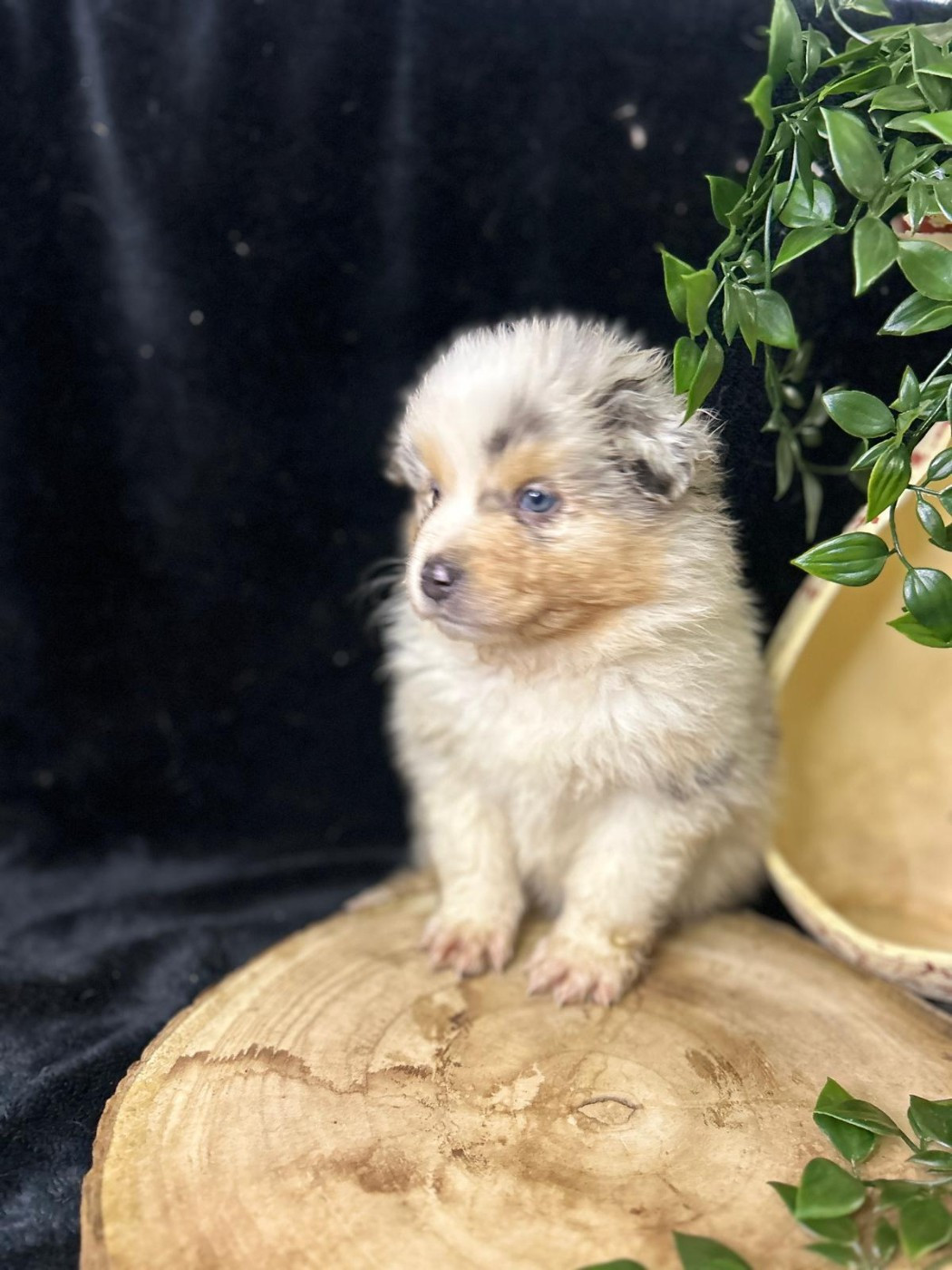 De La Vallée Du Bozançon - Chiots disponibles - Berger Australien