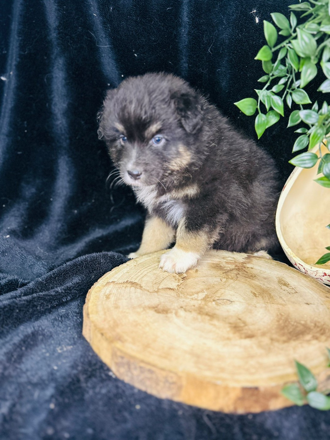 De La Vallée Du Bozançon - Chiots disponibles - Berger Australien