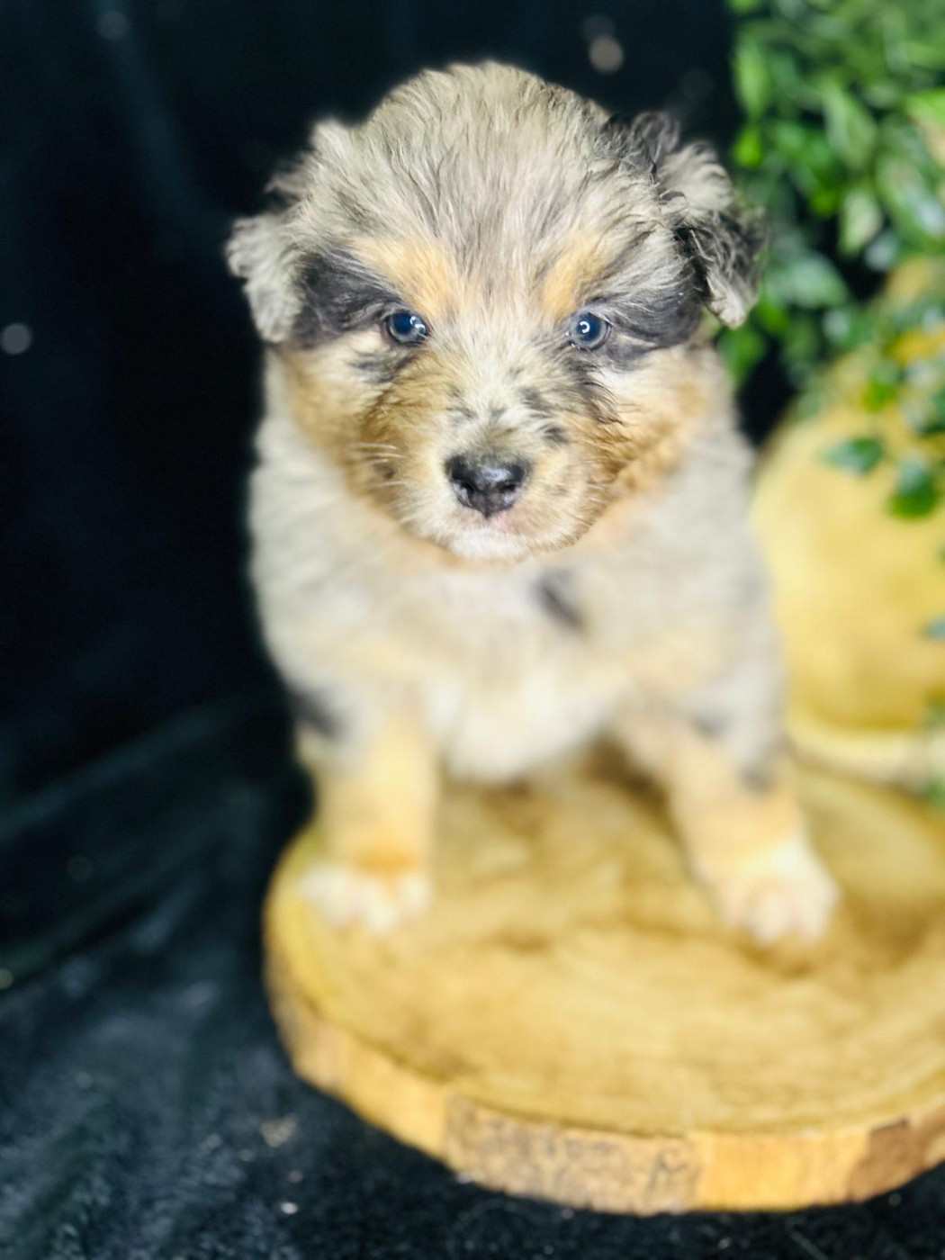 De La Vallée Du Bozançon - Chiots disponibles - Berger Australien