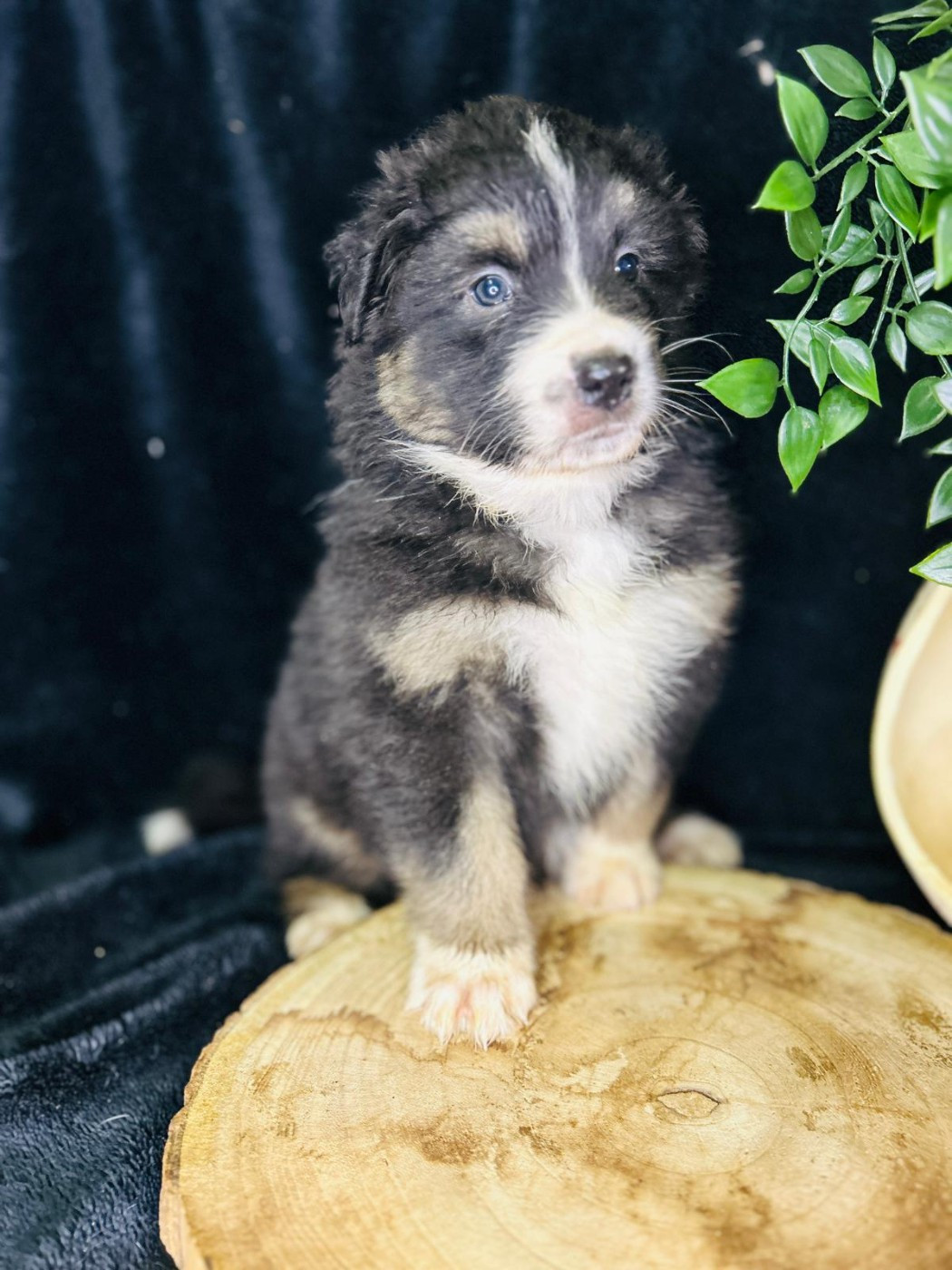 De La Vallée Du Bozançon - Chiots disponibles - Berger Australien