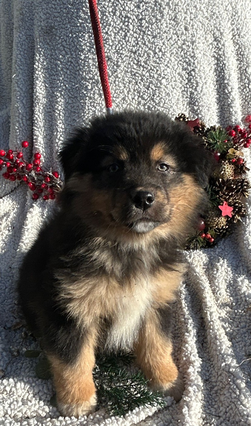 De La Vallée Du Bozançon - Chiots disponibles - Berger Australien