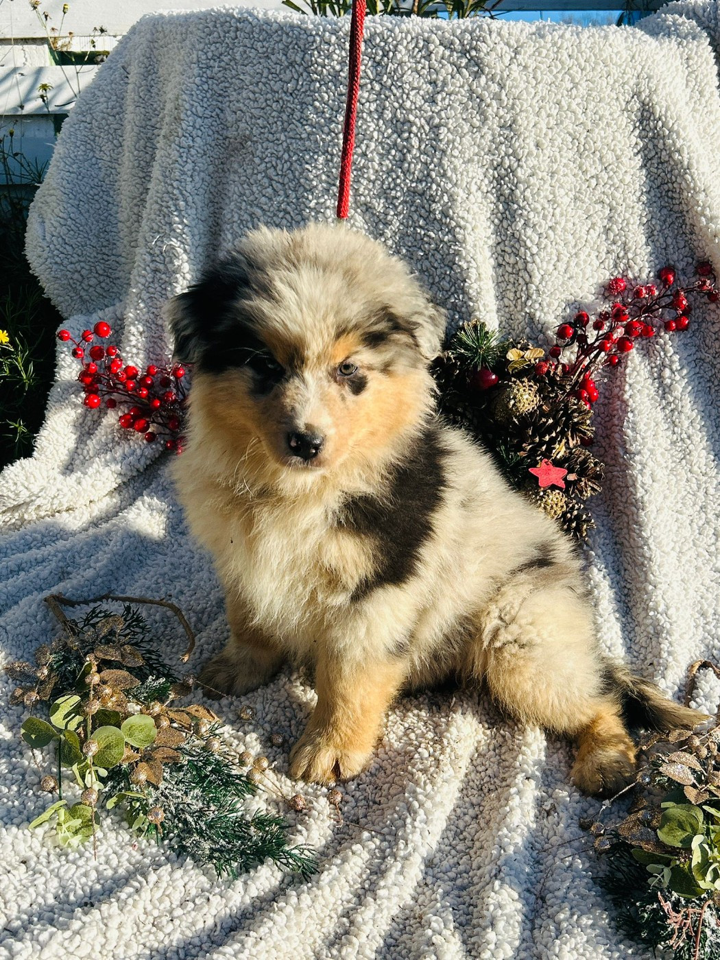 De La Vallée Du Bozançon - Chiots disponibles - Berger Australien