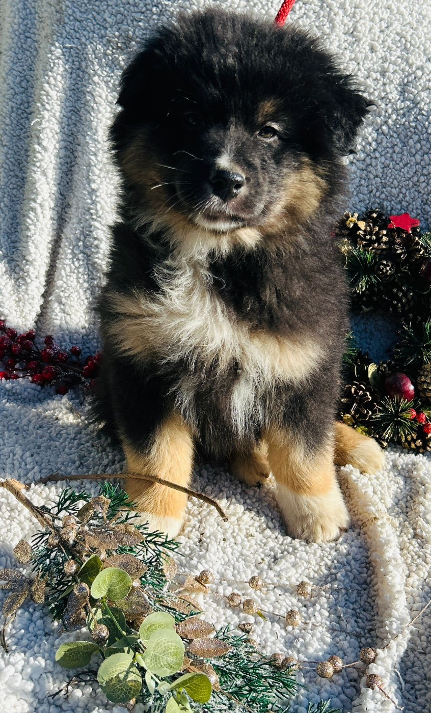 De La Vallée Du Bozançon - Chiots disponibles - Berger Australien