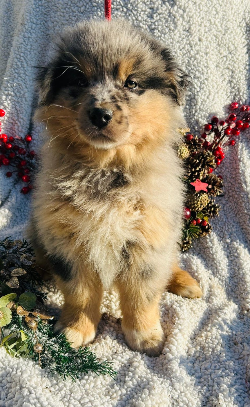 De La Vallée Du Bozançon - Chiots disponibles - Berger Australien