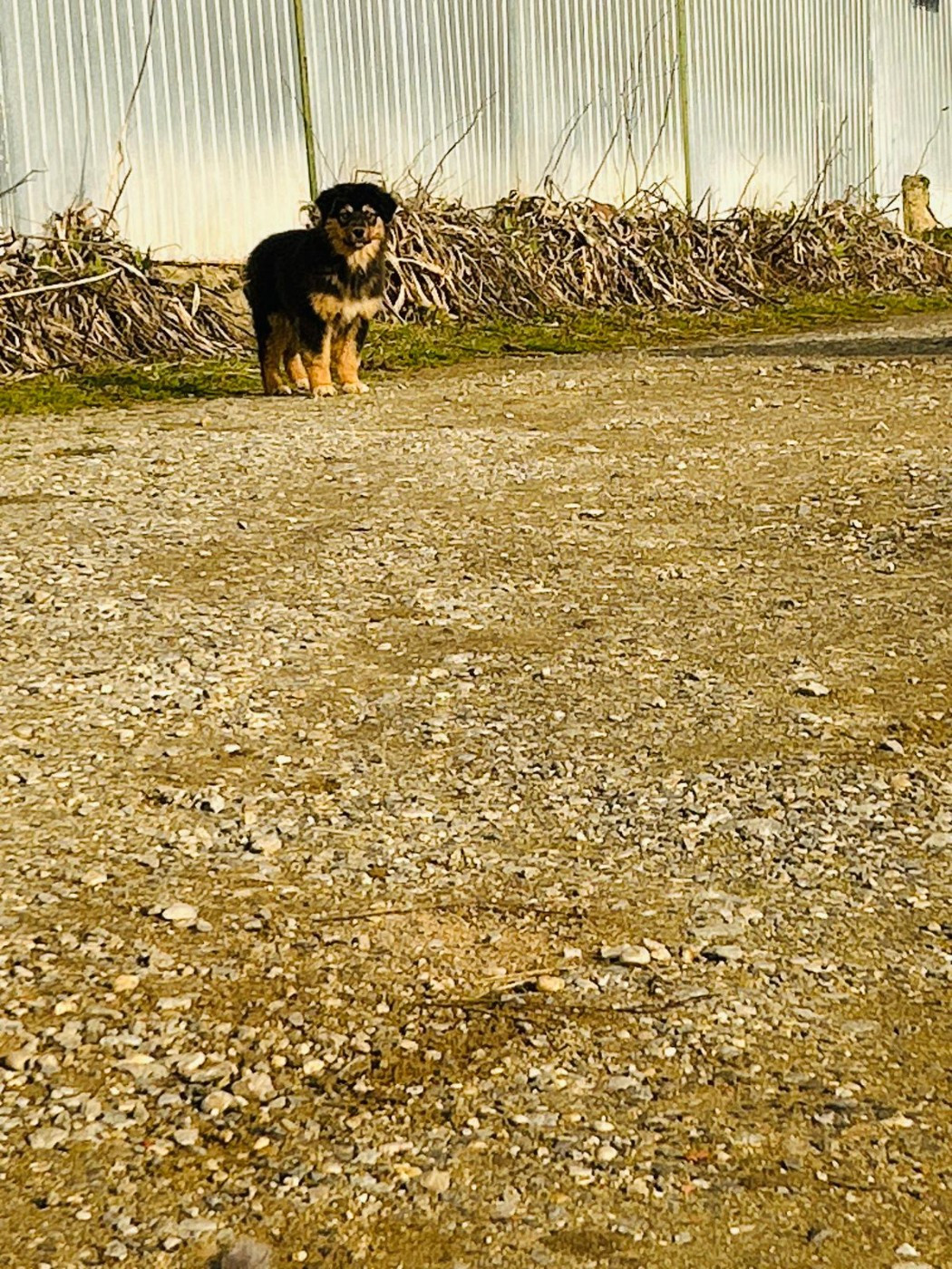 De La Vallée Du Bozançon - Chiots disponibles - Berger Australien