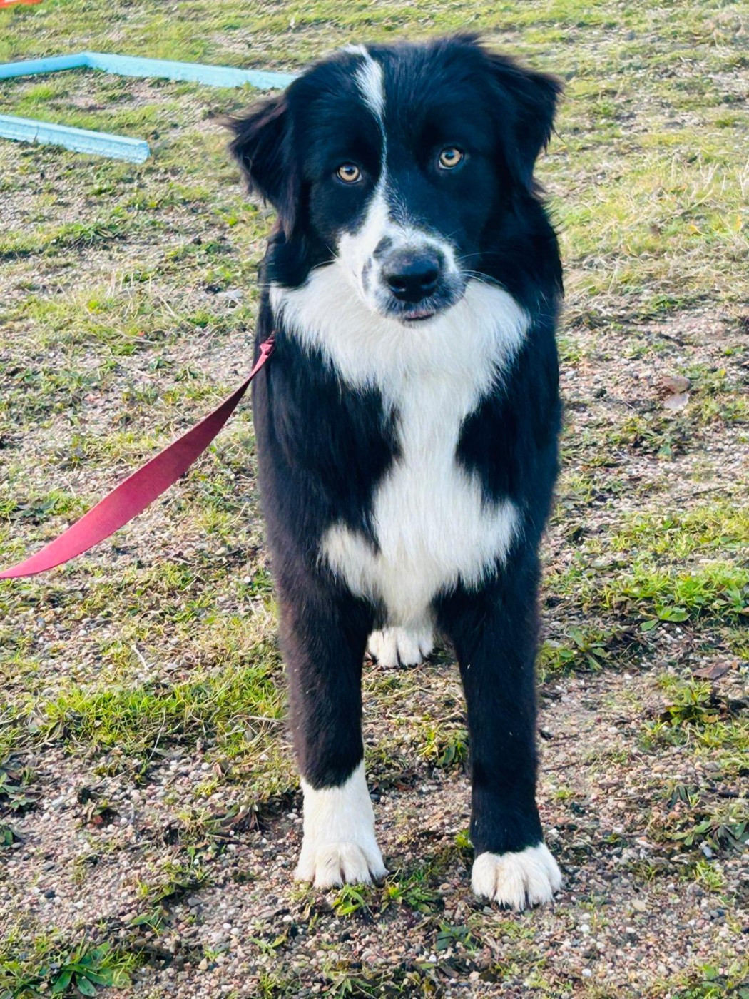 De La Vallée Du Bozançon - Chiots disponibles - Berger Australien