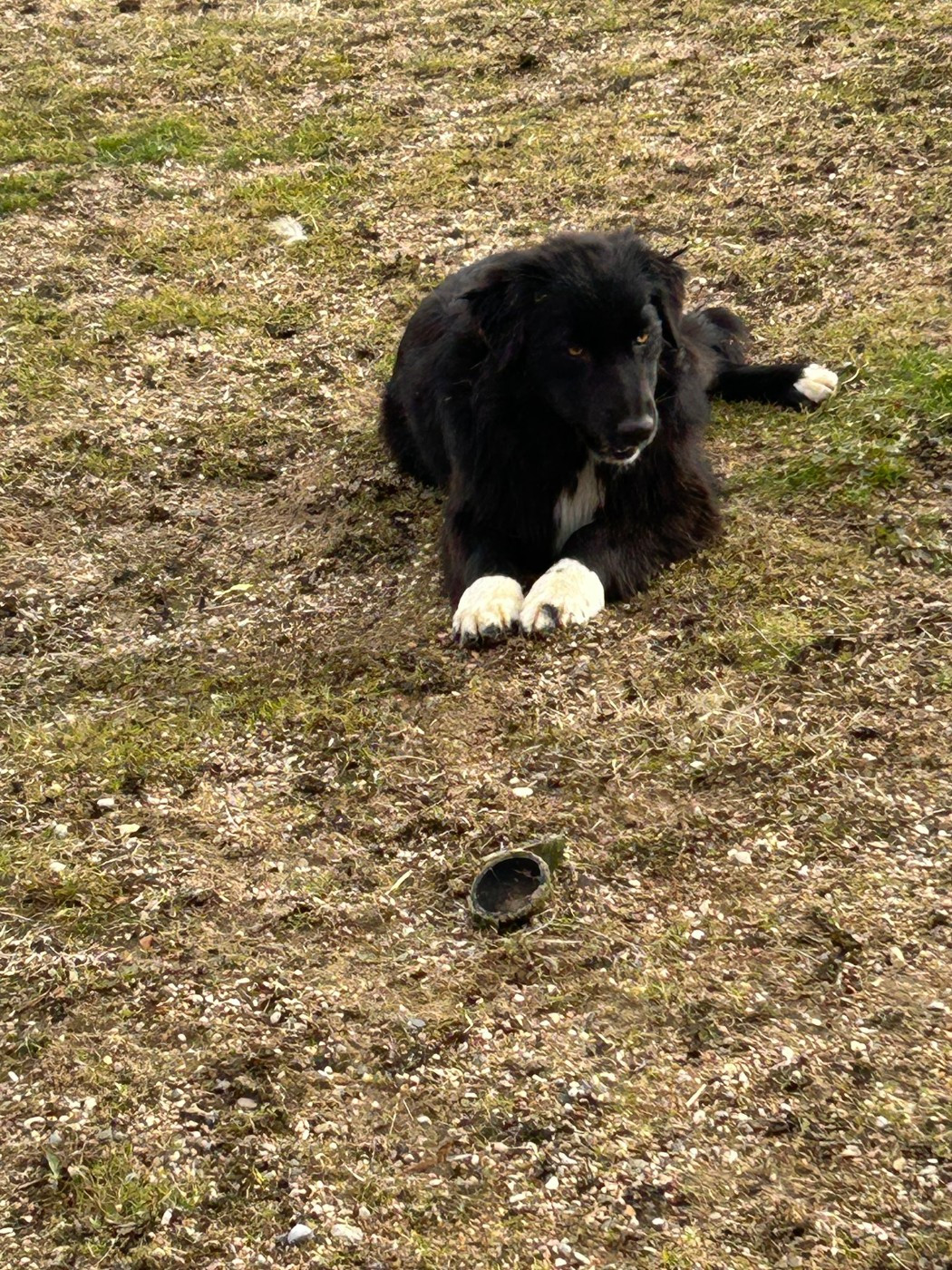 De La Vallée Du Bozançon - Chiots disponibles - Berger Australien