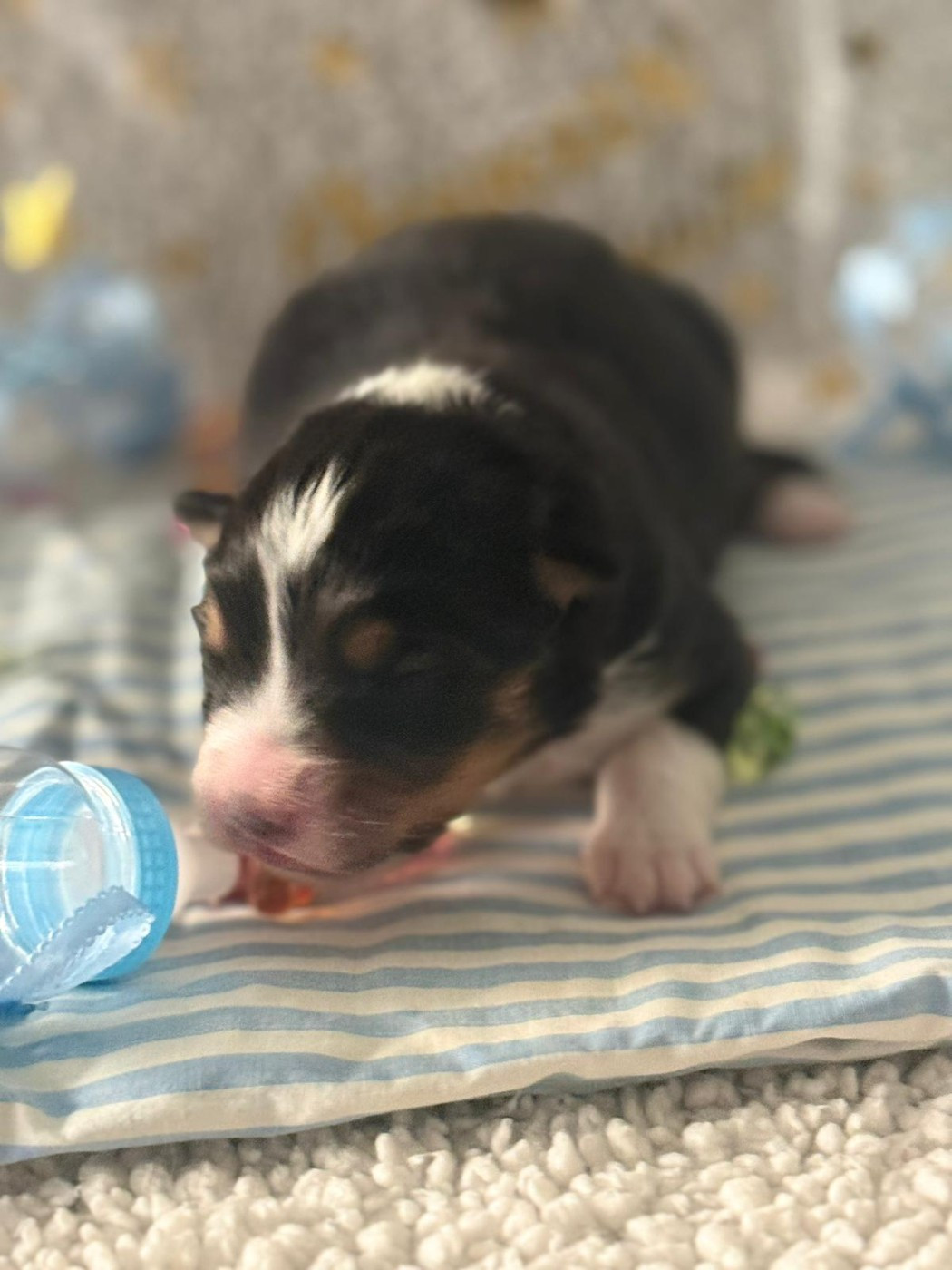 De La Vallée Du Bozançon - Chiots disponibles - Berger Australien