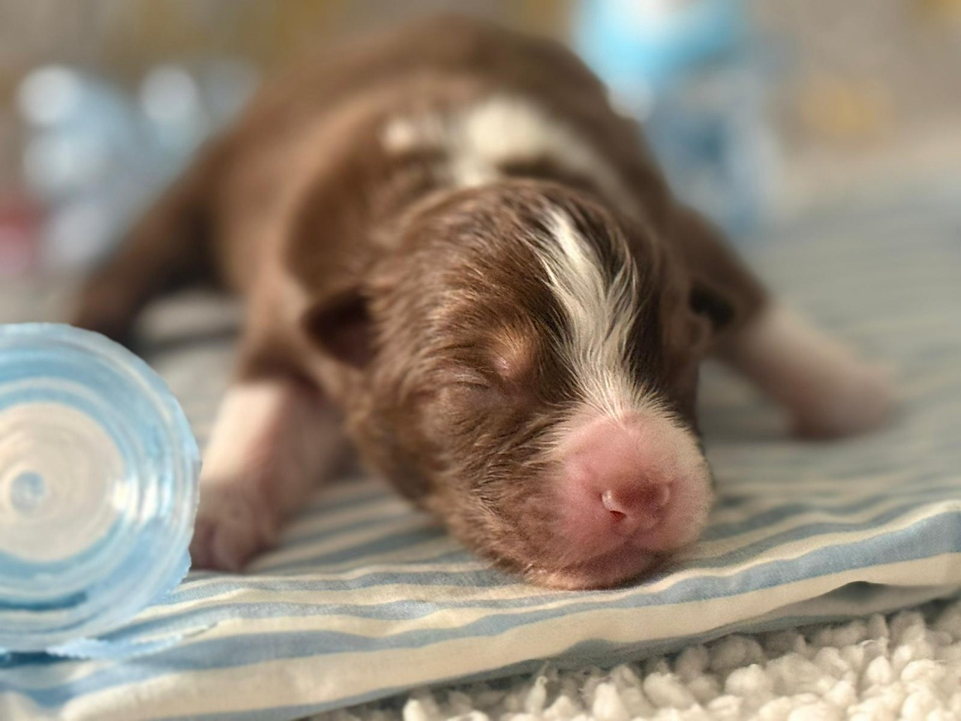 De La Vallée Du Bozançon - Chiots disponibles - Berger Australien