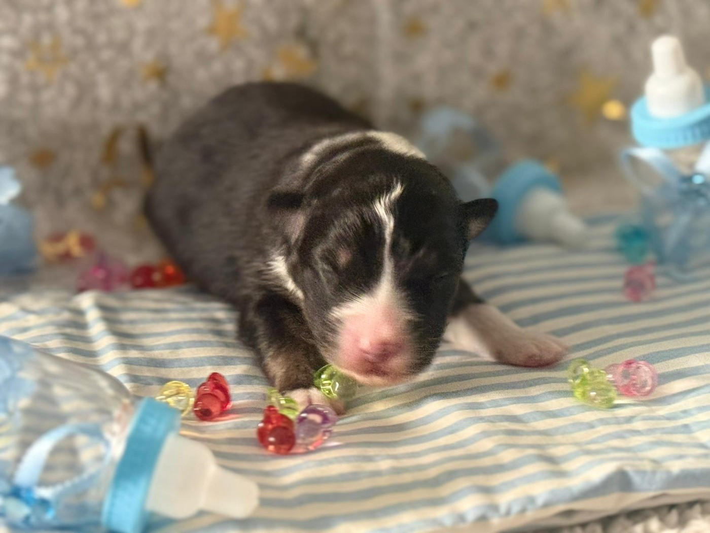 De La Vallée Du Bozançon - Chiots disponibles - Berger Australien