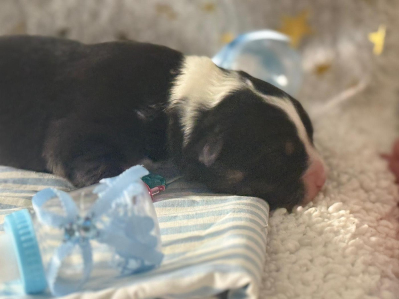 De La Vallée Du Bozançon - Chiots disponibles - Berger Australien