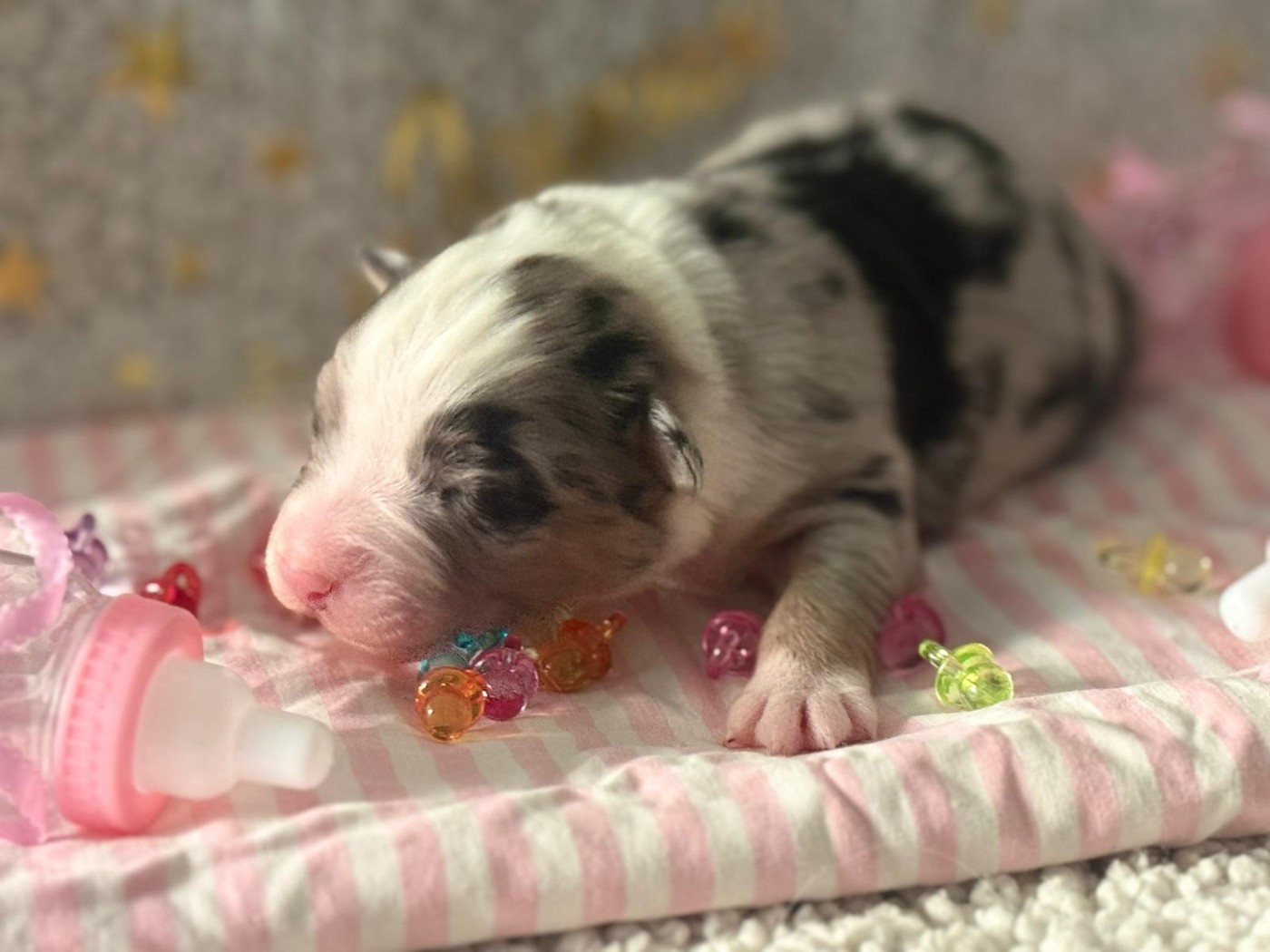 De La Vallée Du Bozançon - Chiots disponibles - Berger Australien