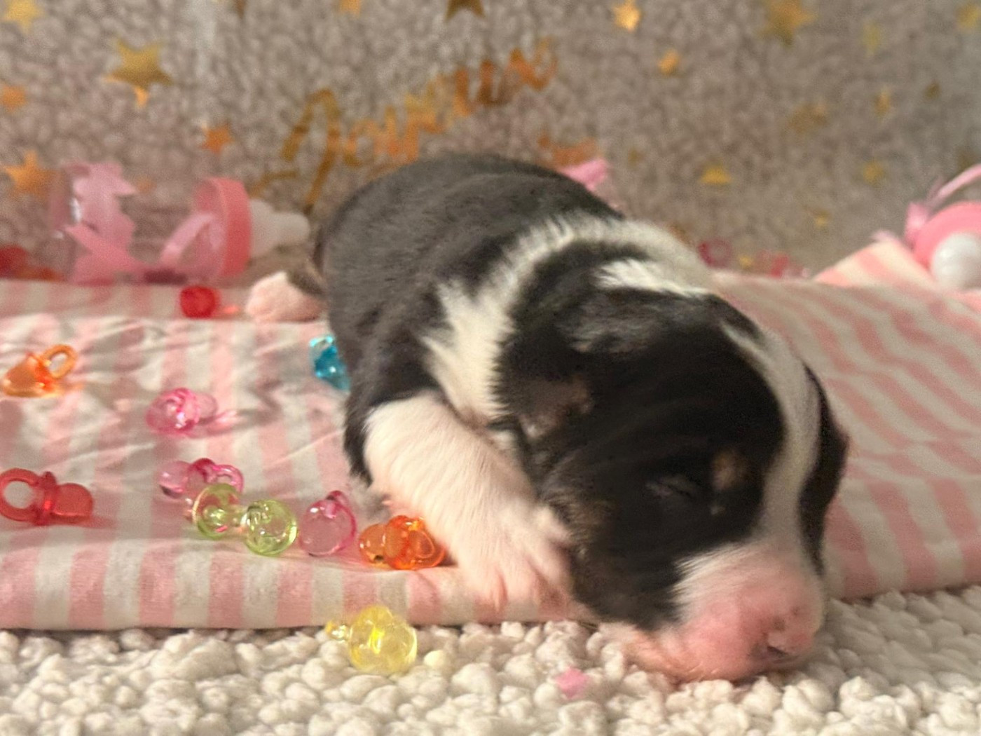 De La Vallée Du Bozançon - Chiots disponibles - Berger Australien