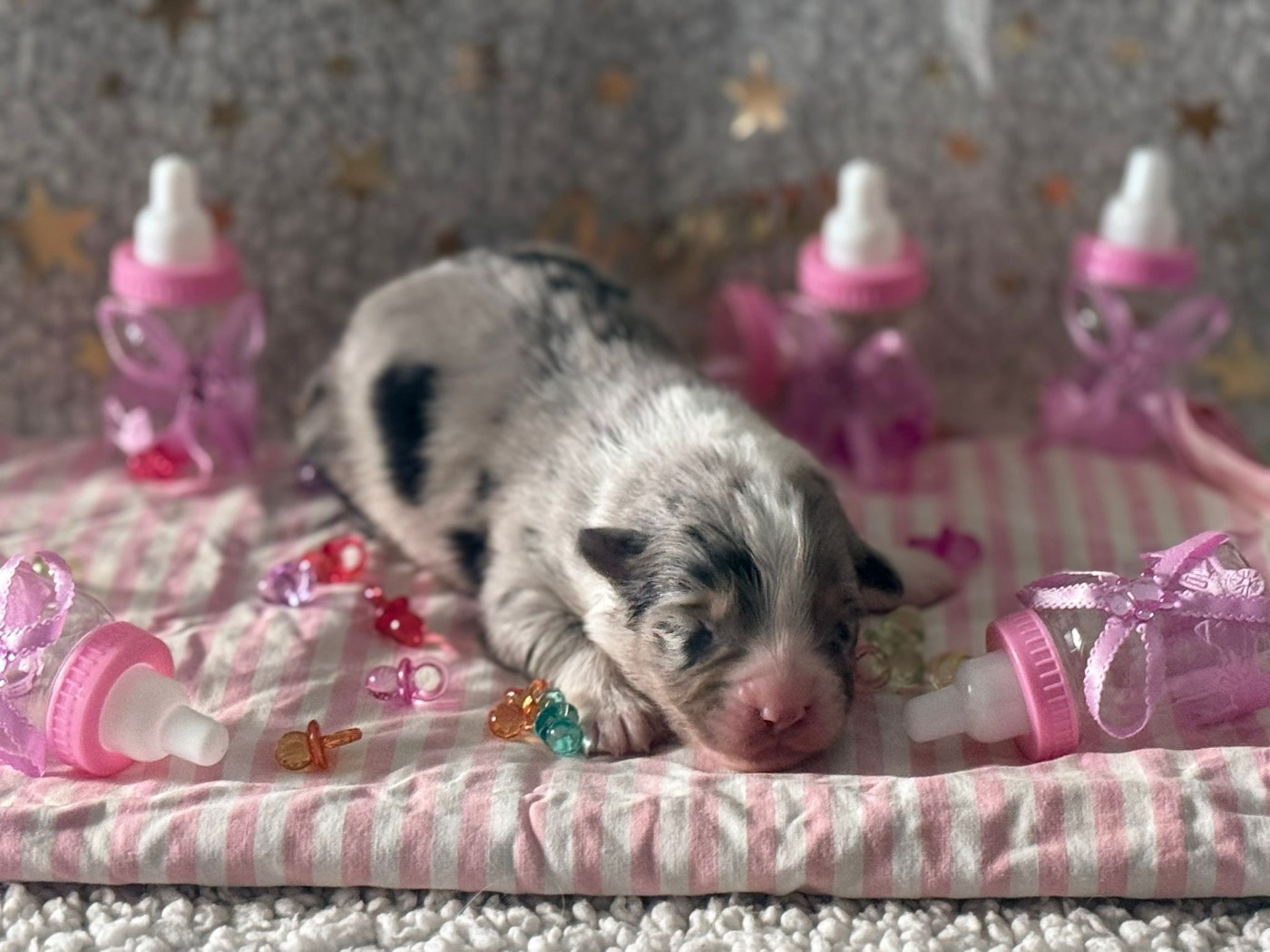 De La Vallée Du Bozançon - Chiots disponibles - Berger Australien